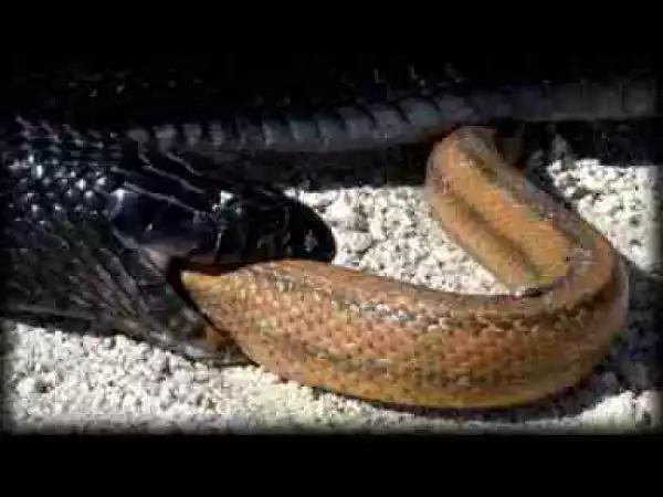 Video: Indigo Snake Eats Rat Snake 01 - Snake vs Snake
